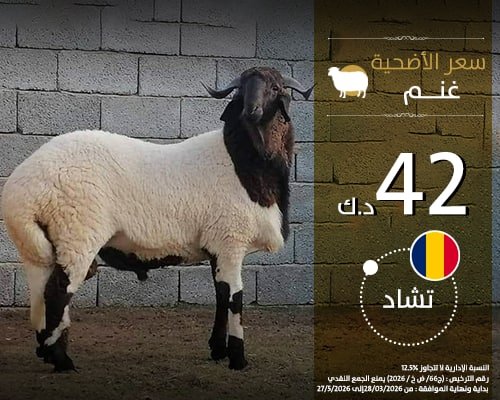 الاضاحي - تشاد - غنم 