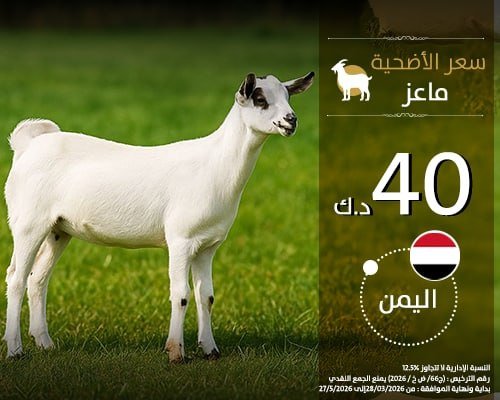 الاضاحي - اليمن - ماعز 