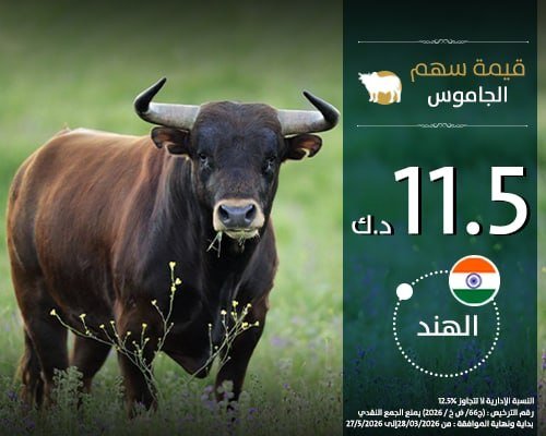 الأضاحي - الهند - جاموس 